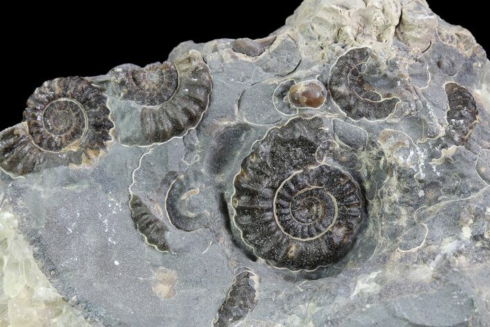 Ammonite (Promicroceras) Cluster - Somerset, England #86244